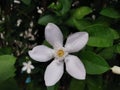 GerdeniaÃ¢â¬â¹CrapeÃ¢â¬â¹JasmineÃ¢â¬â¹